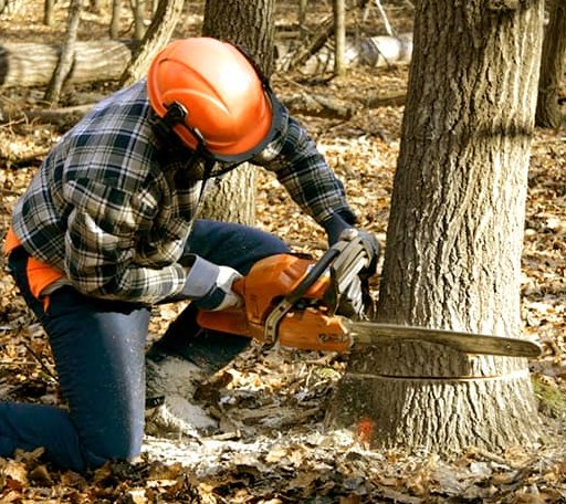 Tree Removal in Long Pond, PA
